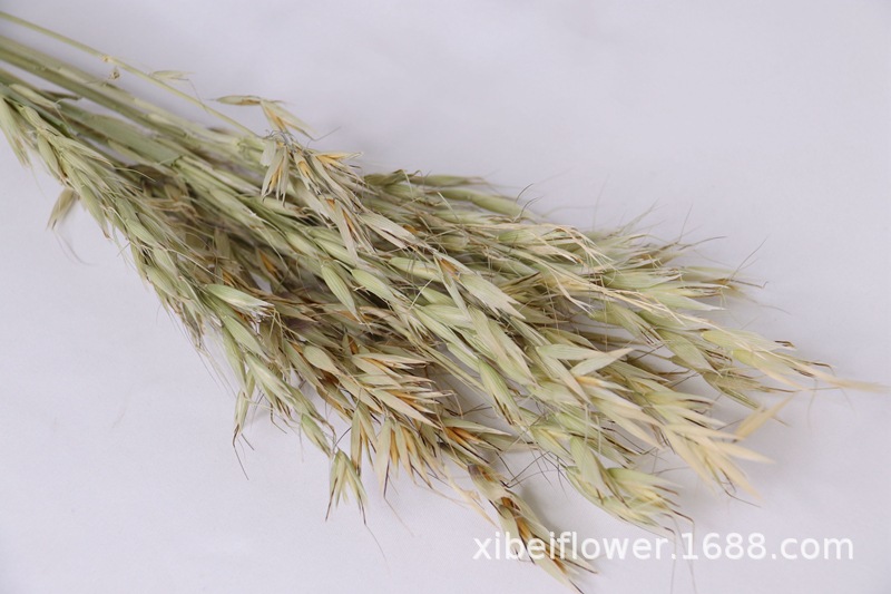 Yunnan Dried Flower Wheat Rabbit Tail Grass Happy Flower Gem Grass Small Bitter Hemp Bouquet Cross-Border Wholesale