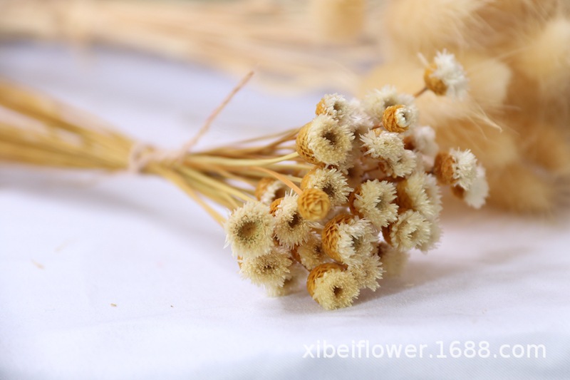 Yunnan Dried Flower Wheat Rabbit Tail Grass Happy Flower Gem Grass Small Bitter Hemp Bouquet Cross-Border Wholesale