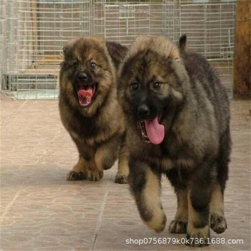 Caucasus Puppy Live Purebred Giant Bear Version Russian Large Guard Dog Large Skeleton Vaccine Package Health Caucasus Puppy Live Purebred Giant Bear Version Russian Large Guard Dog Large Skeleton Vaccine Package Health