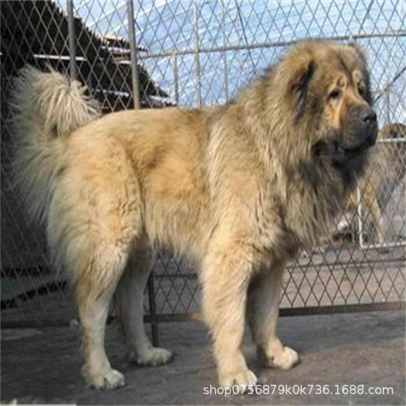 Caucasus Puppy Live Purebred Giant Bear Version Russian Large Guard Dog Large Skeleton Vaccine Package Health Caucasus Puppy Live Purebred Giant Bear Version Russian Large Guard Dog Large Skeleton Vaccine Package Health