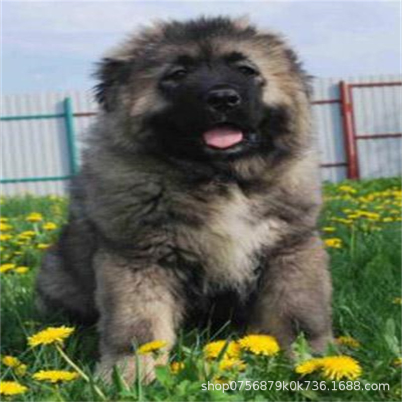 Caucasus Puppy Live Purebred Giant Bear Version Russian Large Guard Dog Large Skeleton Vaccine Package Health Caucasus Puppy Live Purebred Giant Bear Version Russian Large Guard Dog Large Skeleton Vaccine Package Health