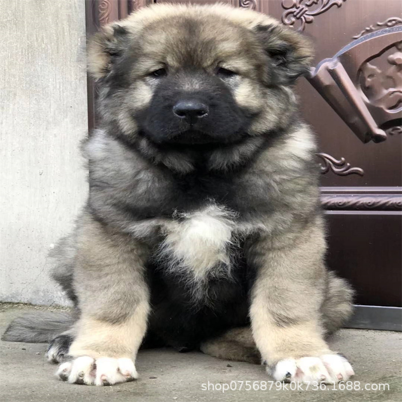 Caucasus Puppy Live Purebred Giant Bear Version Russian Large Guard Dog Large Skeleton Vaccine Package Health Caucasus Puppy Live Purebred Giant Bear Version Russian Large Guard Dog Large Skeleton Vaccine Package Health