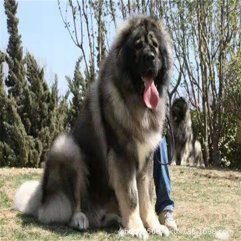 Caucasus Puppy Live Purebred Giant Bear Version Russian Large Guard Dog Large Skeleton Vaccine Package Health Caucasus Puppy Live Purebred Giant Bear Version Russian Large Guard Dog Large Skeleton Vaccine Package Health