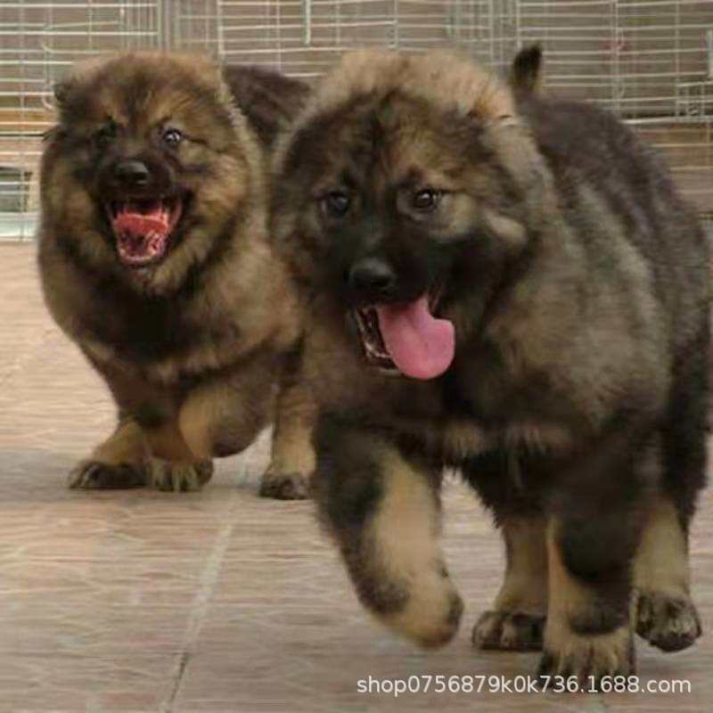 Caucasus Puppy Live Purebred Giant Bear Version Russian Large Guard Dog Large Skeleton Vaccine Package Health Caucasus Puppy Live Purebred Giant Bear Version Russian Large Guard Dog Large Skeleton Vaccine Package Health