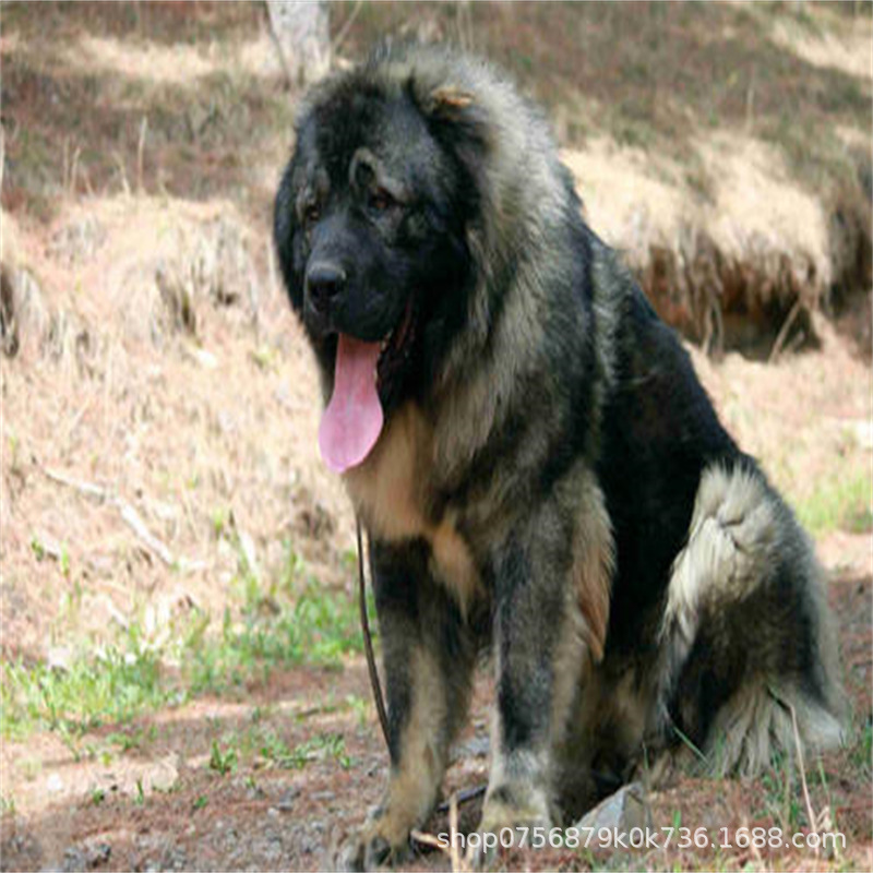 Caucasus Puppy Live Purebred Giant Bear Version Russian Large Guard Dog Large Skeleton Vaccine Package Health Caucasus Puppy Live Purebred Giant Bear Version Russian Large Guard Dog Large Skeleton Vaccine Package Health