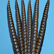 Factory High Quality Supply Natural Color Pearl Chicken Feather Cloth Edge Clothing Accessories Jewelry Decoration Feather Handicraft Factory High Quality Supply Natural Color Pearl Chicken Feather Cloth Edge Clothing Accessories Jewelry Decoration Feather Handicraft