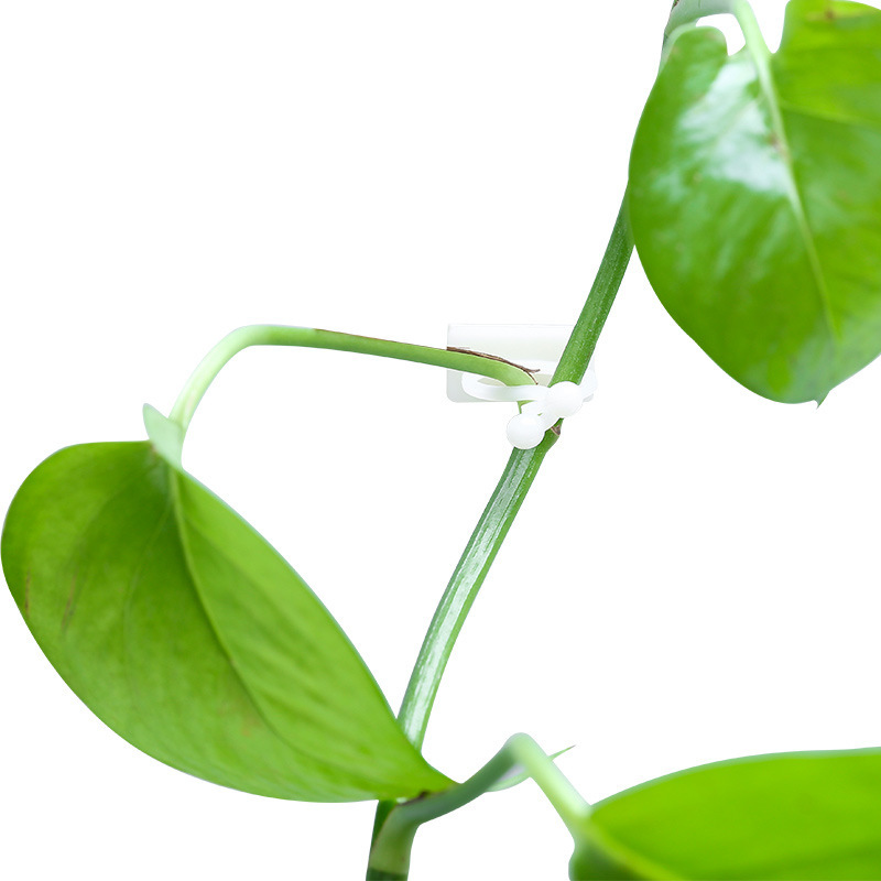 Green plant Fixator Vine Climbing wall Fixator Stickup Seamless Hook