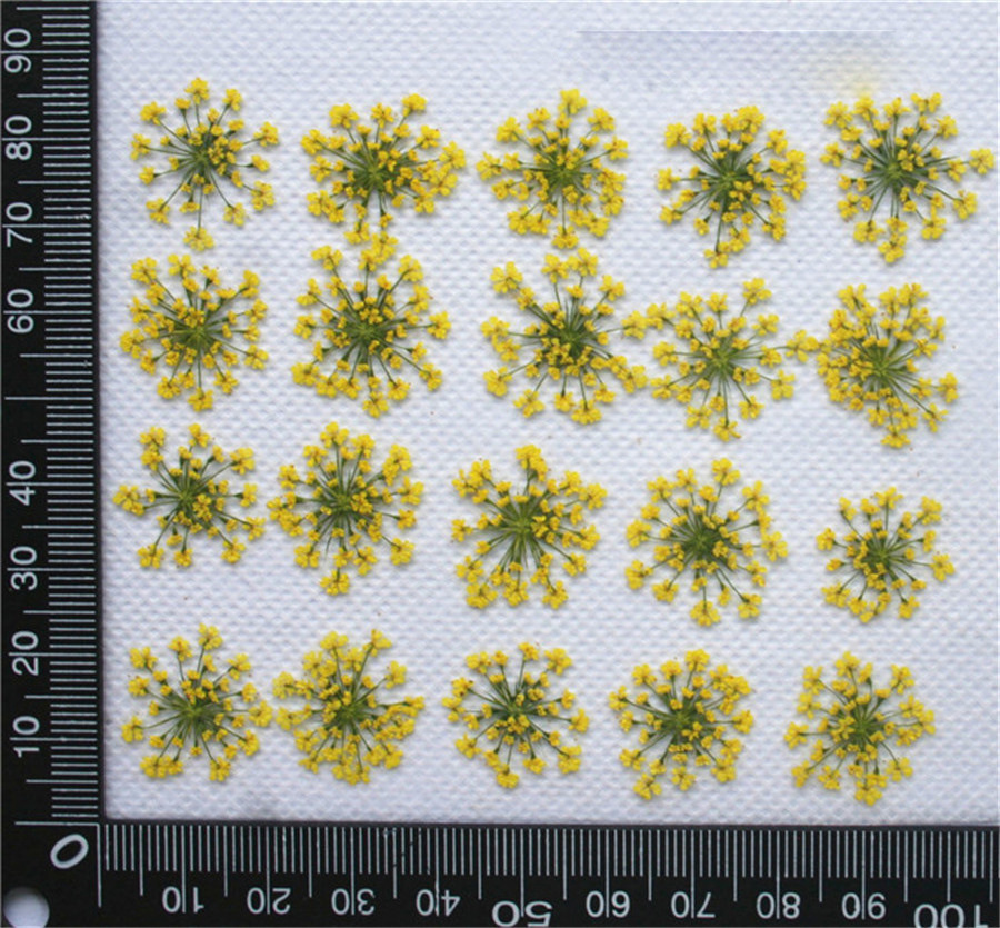 Lace Flower Embossed Dried Flower Epoxy Manicure Fittings Snow Flower Beads 1-2cm 2000 Flowers/Bag