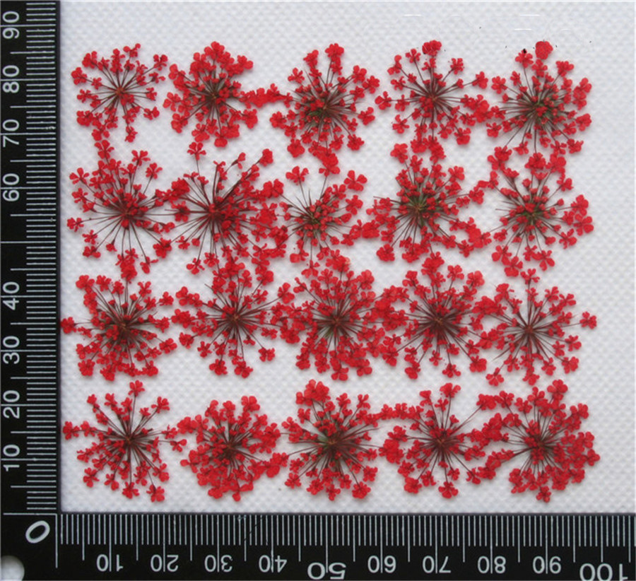Lace Flower Embossed Dried Flower Epoxy Manicure Fittings Snow Flower Beads 1-2cm 2000 Flowers/Bag Lace Flower Embossed Dried Flower Epoxy Manicure Fittings Snow Flower Beads 1-2cm 2000 Flowers/Bag
