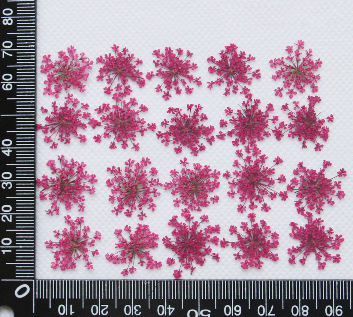 Lace Flower Embossed Dried Flower Epoxy Manicure Fittings Snow Flower Beads 1-2cm 2000 Flowers/Bag Lace Flower Embossed Dried Flower Epoxy Manicure Fittings Snow Flower Beads 1-2cm 2000 Flowers/Bag