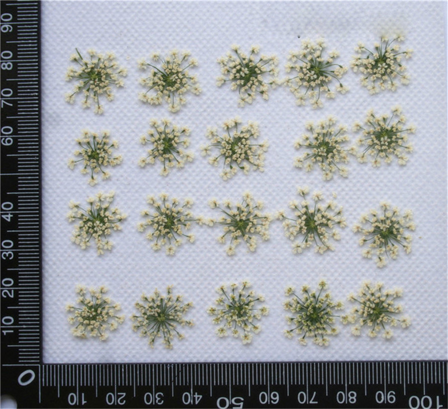 Lace Flower Embossed Dried Flower Epoxy Manicure Fittings Snow Flower Beads 1-2cm 2000 Flowers/Bag Lace Flower Embossed Dried Flower Epoxy Manicure Fittings Snow Flower Beads 1-2cm 2000 Flowers/Bag
