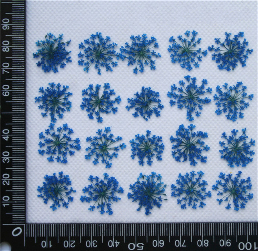 Lace Flower Embossed Dried Flower Epoxy Manicure Fittings Snow Flower Beads 1-2cm 2000 Flowers/Bag Lace Flower Embossed Dried Flower Epoxy Manicure Fittings Snow Flower Beads 1-2cm 2000 Flowers/Bag