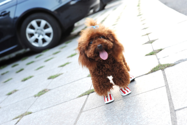 Spring/Summer Pet Shoes Summer New Non-Slip Soft Bottom Beef Tendon Bottom Breathable Mesh Dog Shoes Poodle Shoes Spring/Summer Pet Shoes Summer New Non-Slip Soft Bottom Beef Tendon Bottom Breathable Mesh Dog Shoes Poodle Shoes