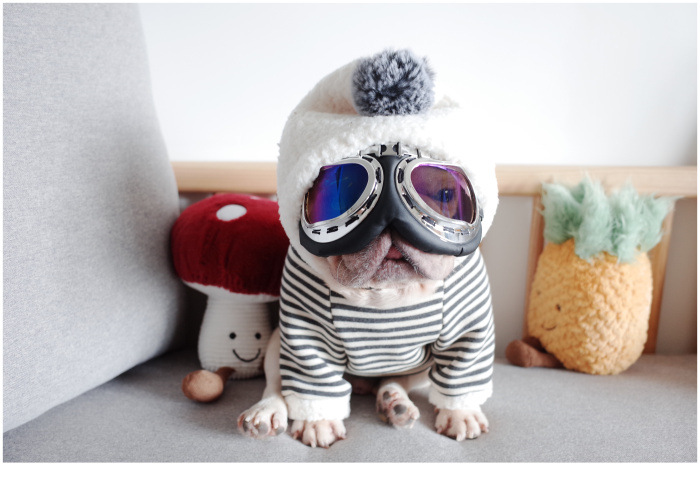 New Pet Clothes Dog Fall and Winter Clothes Pure Cotton Knitted Fleece Hooded Sweater French Bulldog Clothes Chenarui New Pet Clothes Dog Fall and Winter Clothes Pure Cotton Knitted Fleece Hooded Sweater French Bulldog Clothes Chenarui