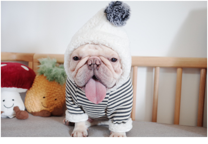 New Pet Clothes Dog Fall and Winter Clothes Pure Cotton Knitted Fleece Hooded Sweater French Bulldog Clothes Chenarui New Pet Clothes Dog Fall and Winter Clothes Pure Cotton Knitted Fleece Hooded Sweater French Bulldog Clothes Chenarui