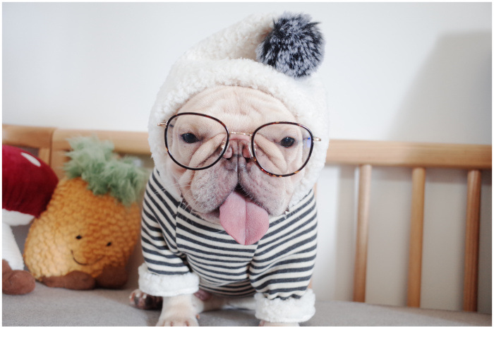 New Pet Clothes Dog Fall and Winter Clothes Pure Cotton Knitted Fleece Hooded Sweater French Bulldog Clothes Chenarui New Pet Clothes Dog Fall and Winter Clothes Pure Cotton Knitted Fleece Hooded Sweater French Bulldog Clothes Chenarui