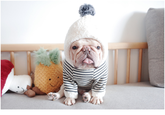 New Pet Clothes Dog Fall and Winter Clothes Pure Cotton Knitted Fleece Hooded Sweater French Bulldog Clothes Chenarui New Pet Clothes Dog Fall and Winter Clothes Pure Cotton Knitted Fleece Hooded Sweater French Bulldog Clothes Chenarui