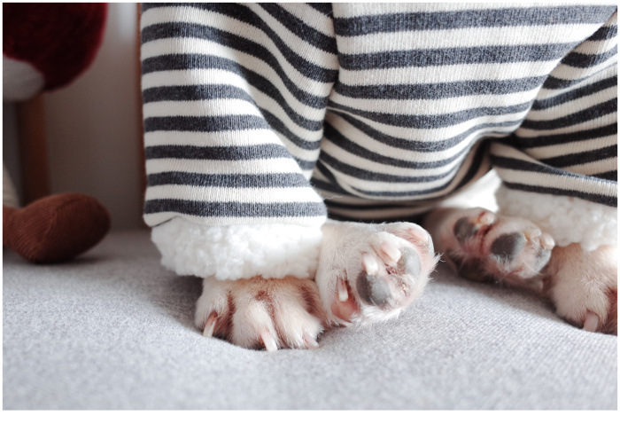 New Pet Clothes Dog Fall and Winter Clothes Pure Cotton Knitted Fleece Hooded Sweater French Bulldog Clothes Chenarui New Pet Clothes Dog Fall and Winter Clothes Pure Cotton Knitted Fleece Hooded Sweater French Bulldog Clothes Chenarui