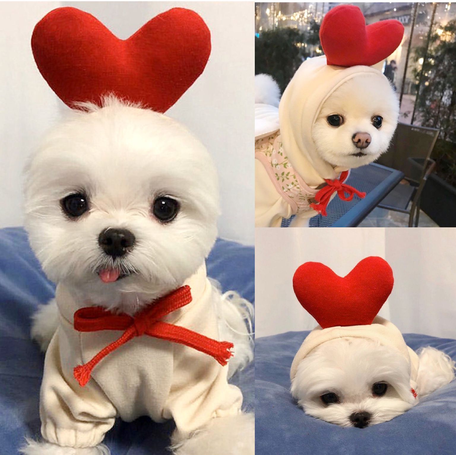 Fruit Dog Cat Small Medium and Large Dogs Autumn Winter Sweater Fleece Clothing Supplies Pet TeddyFrench Bulldog Fruit Dog Cat Small Medium and Large Dogs Autumn Winter Sweater Fleece Clothing Supplies Pet TeddyFrench Bulldog