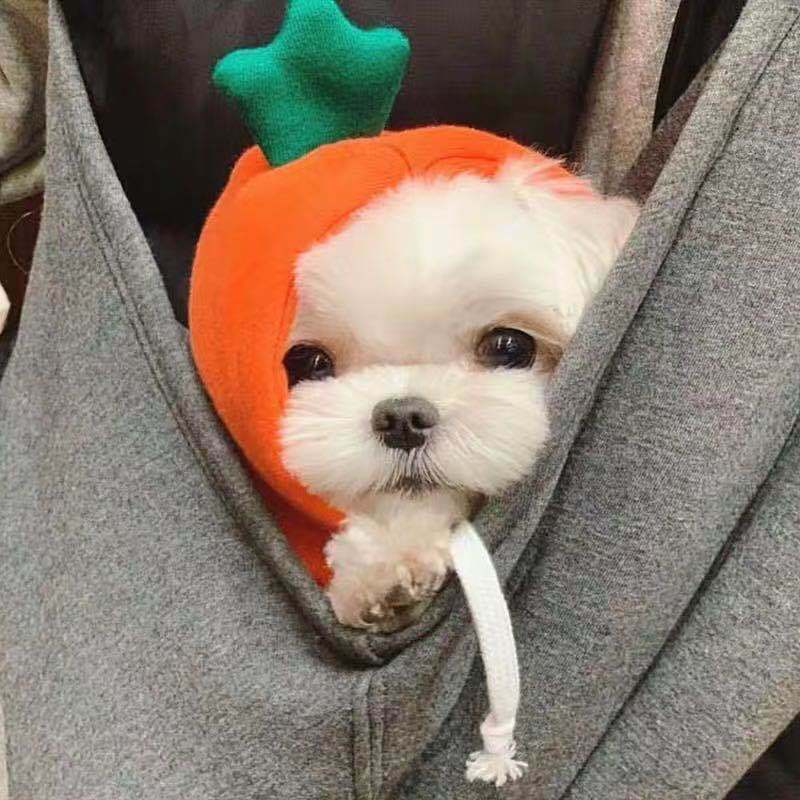 Fruit Dog Cat Small Medium and Large Dogs Autumn Winter Sweater Fleece Clothing Supplies Pet TeddyFrench Bulldog Fruit Dog Cat Small Medium and Large Dogs Autumn Winter Sweater Fleece Clothing Supplies Pet TeddyFrench Bulldog