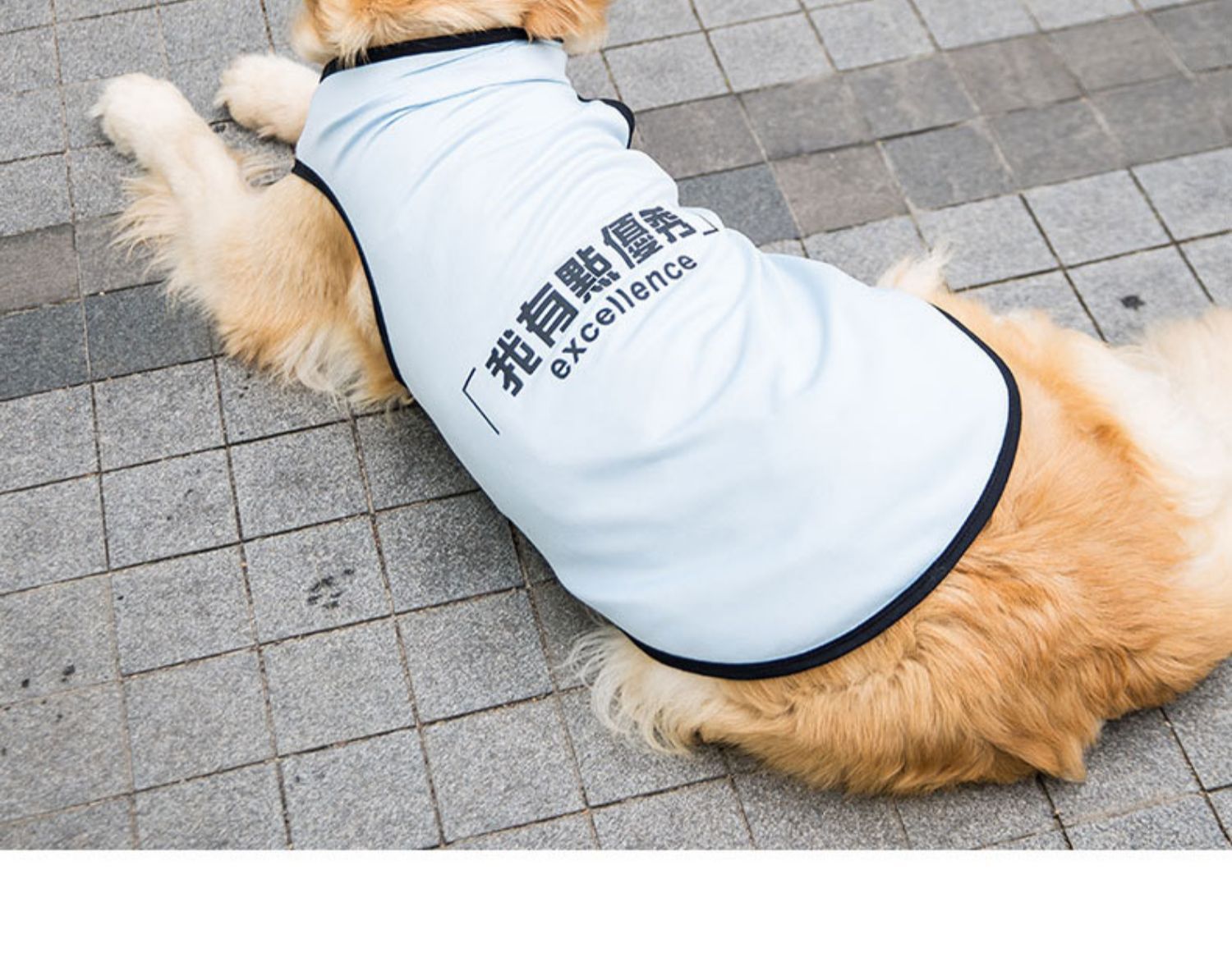Big Dog Vest Spring and Summer Thin Breathable Golden Hair Samo Pet Two-legged T-shirt Sweater Medium Large Dog Clothes Big Dog Vest Spring and Summer Thin Breathable Golden Hair Samo Pet Two-legged T-shirt Sweater Medium Large Dog Clothes