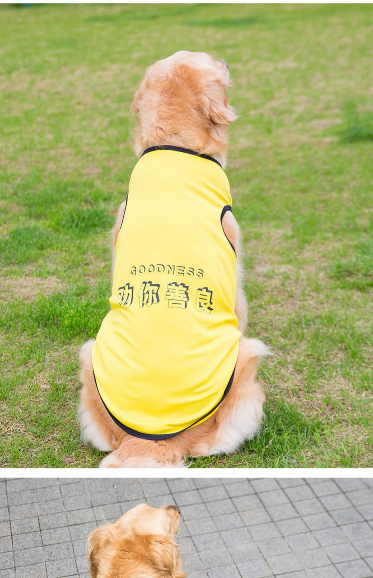 Big Dog Vest Spring and Summer Thin Breathable Golden Hair Samo Pet Two-legged T-shirt Sweater Medium Large Dog Clothes Big Dog Vest Spring and Summer Thin Breathable Golden Hair Samo Pet Two-legged T-shirt Sweater Medium Large Dog Clothes