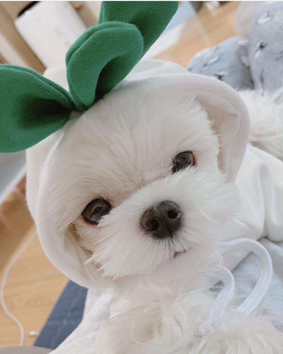 Fruit Transformation Dog Cat Small Medium Large Dog Autumn Winter Sweater Fleece Clothing Supplies Pet Teddy Jarre Aero Bull Fruit Transformation Dog Cat Small Medium Large Dog Autumn Winter Sweater Fleece Clothing Supplies Pet Teddy Jarre Aero Bull