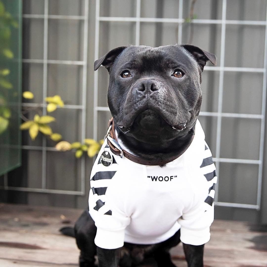 Schnauzer Jarre Aero Bull Pet Fashion Brand Ins Popular Dog Pattern Sweater Spoof Autumn and Winter Sports Dog Clothes Schnauzer Jarre Aero Bull Pet Fashion Brand Ins Popular Dog Pattern Sweater Spoof Autumn and Winter Sports Dog Clothes
