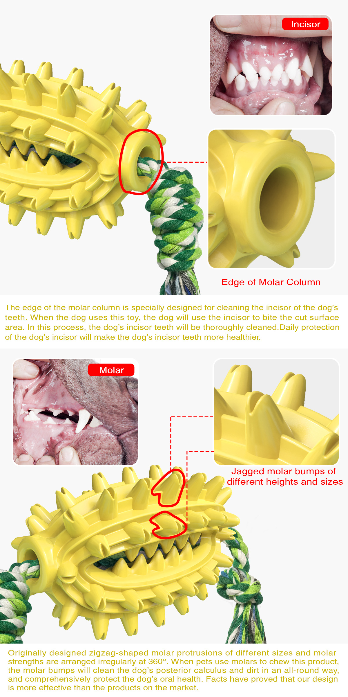Pet Supplies New Amazon Hot Hot Sale Dog Toys with Rope Cactus Molar Rod Toothbrush Dog Chew Pet Supplies New Amazon Hot Hot Sale Dog Toys with Rope Cactus Molar Rod Toothbrush Dog Chew