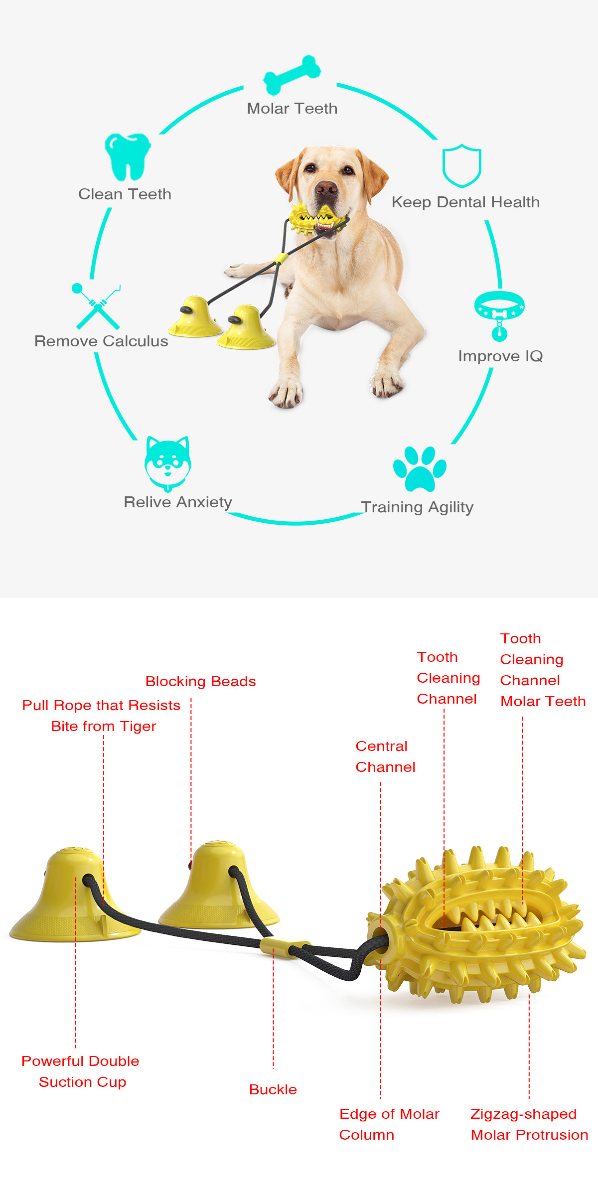 Pet Supplies New Amazon Hot Hot Sale Dog Toy Double Suction Cup Cactus Molar Rod Dog Chew Pet Supplies New Amazon Hot Hot Sale Dog Toy Double Suction Cup Cactus Molar Rod Dog Chew