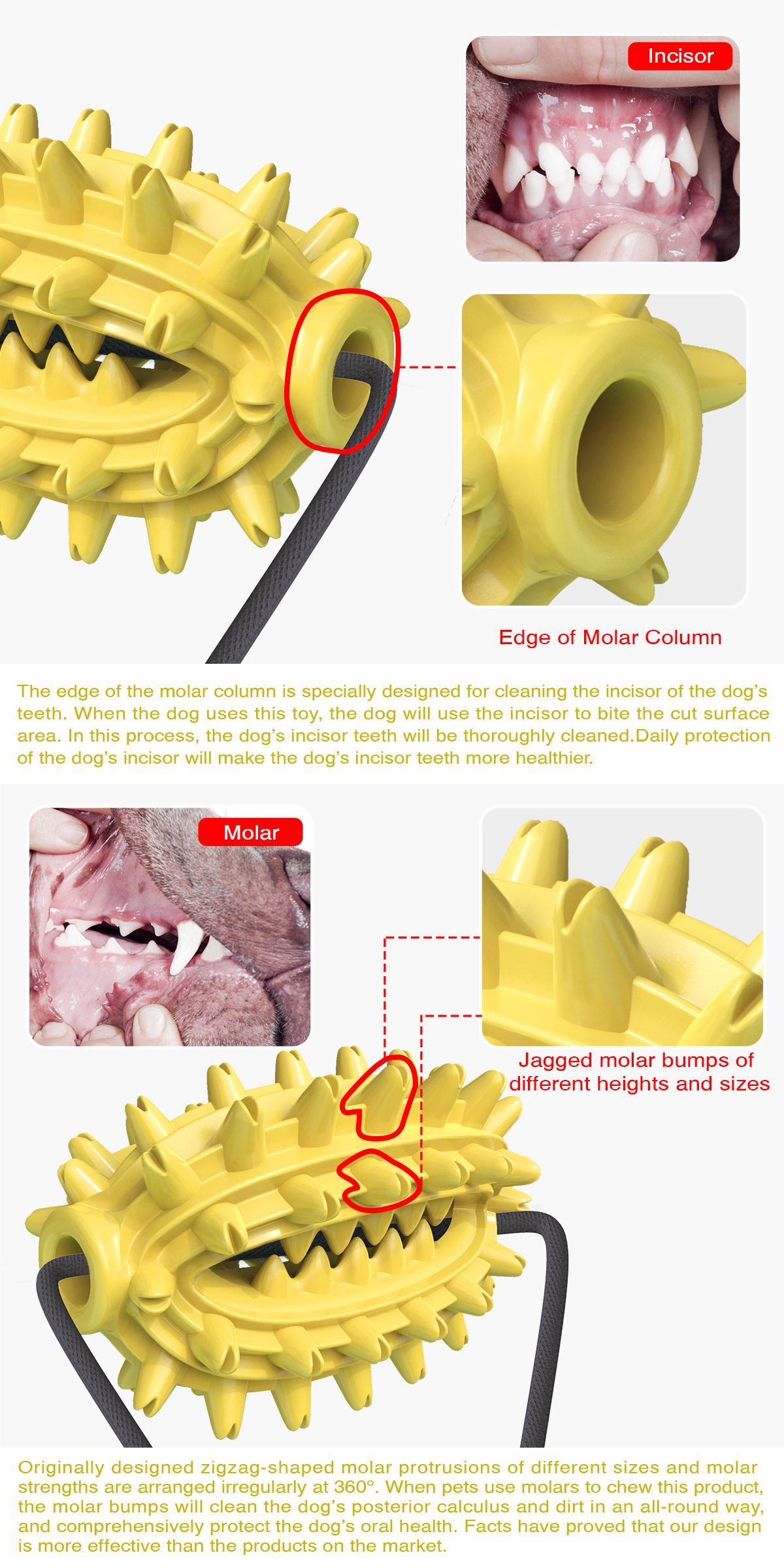 Pet Supplies New Amazon Hot Hot Sale Dog Toy Double Suction Cup Cactus Molar Rod Dog Chew Pet Supplies New Amazon Hot Hot Sale Dog Toy Double Suction Cup Cactus Molar Rod Dog Chew