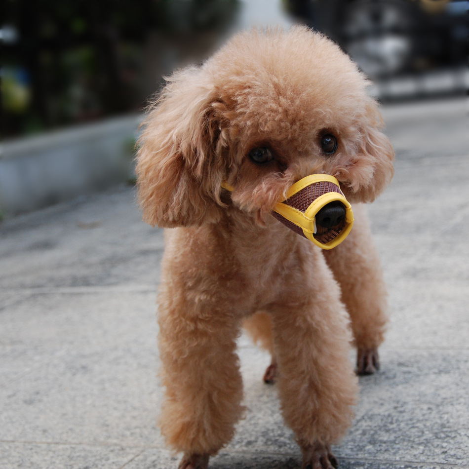 Cross-Border Currently Available Muzzle Dog Pet Anti-Bite Grid Pet Muzzle Your Dog Bark-Stop Muzzle Cross-Border Currently Available Muzzle Dog Pet Anti-Bite Grid Pet Muzzle Your Dog Bark-Stop Muzzle
