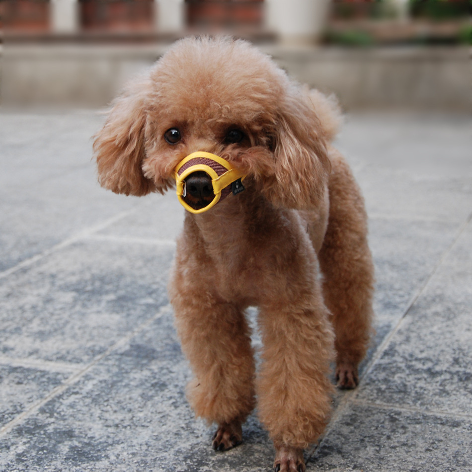 Cross-Border Currently Available Muzzle Dog Pet Anti-Bite Grid Pet Muzzle Your Dog Bark-Stop Muzzle Cross-Border Currently Available Muzzle Dog Pet Anti-Bite Grid Pet Muzzle Your Dog Bark-Stop Muzzle