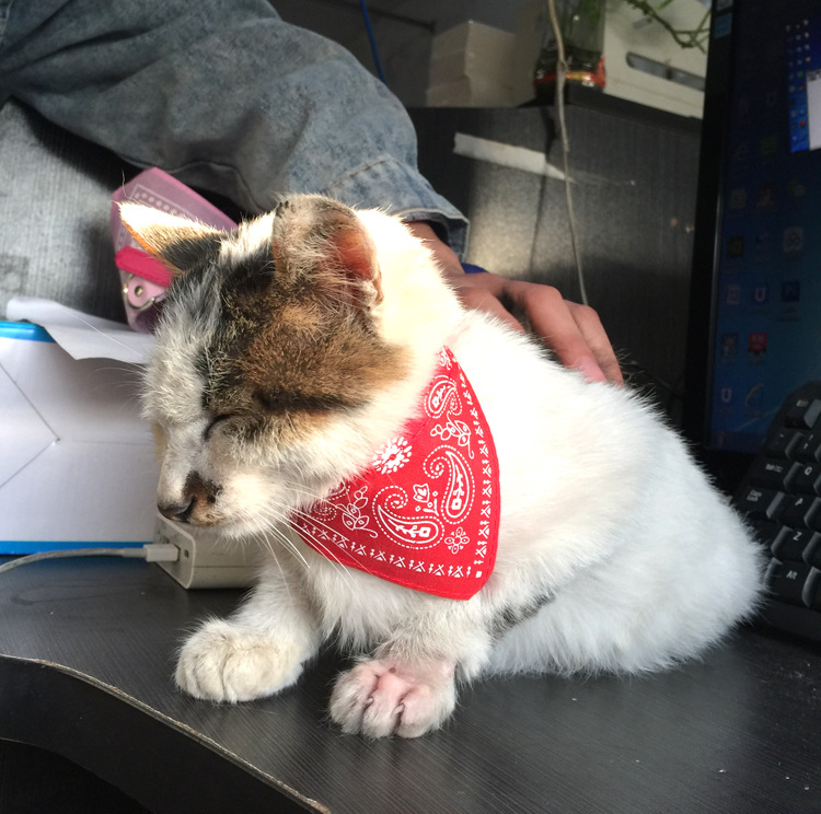 Factory Wholesale Pet Triangular Scarf Dog Scarf Scarf Pet Collar Bib Bib Dog Collar Pet Supplies Factory Wholesale Pet Triangular Scarf Dog Scarf Scarf Pet Collar Bib Bib Dog Collar Pet Supplies