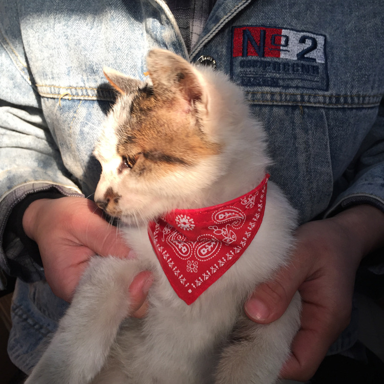 Factory Wholesale Pet Triangular Scarf Dog Scarf Scarf Pet Collar Bib Bib Dog Collar Pet Supplies Factory Wholesale Pet Triangular Scarf Dog Scarf Scarf Pet Collar Bib Bib Dog Collar Pet Supplies