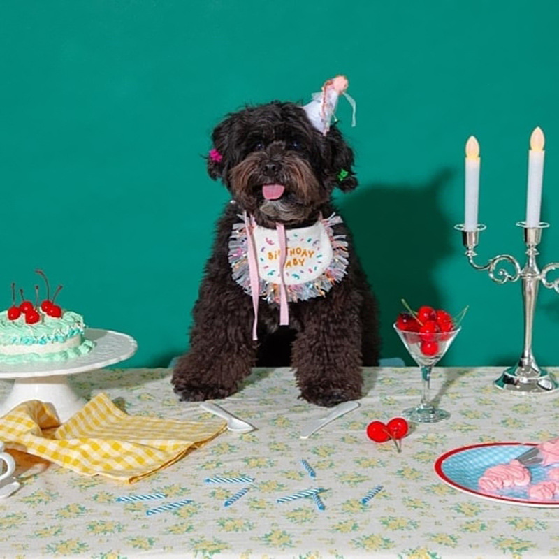 Korean Dog Dog Party Bib Pet Birthday Saliva Towel Bichon Triangular Binder Scarf Cat Pets Korean Dog Dog Party Bib Pet Birthday Saliva Towel Bichon Triangular Binder Scarf Cat Pets