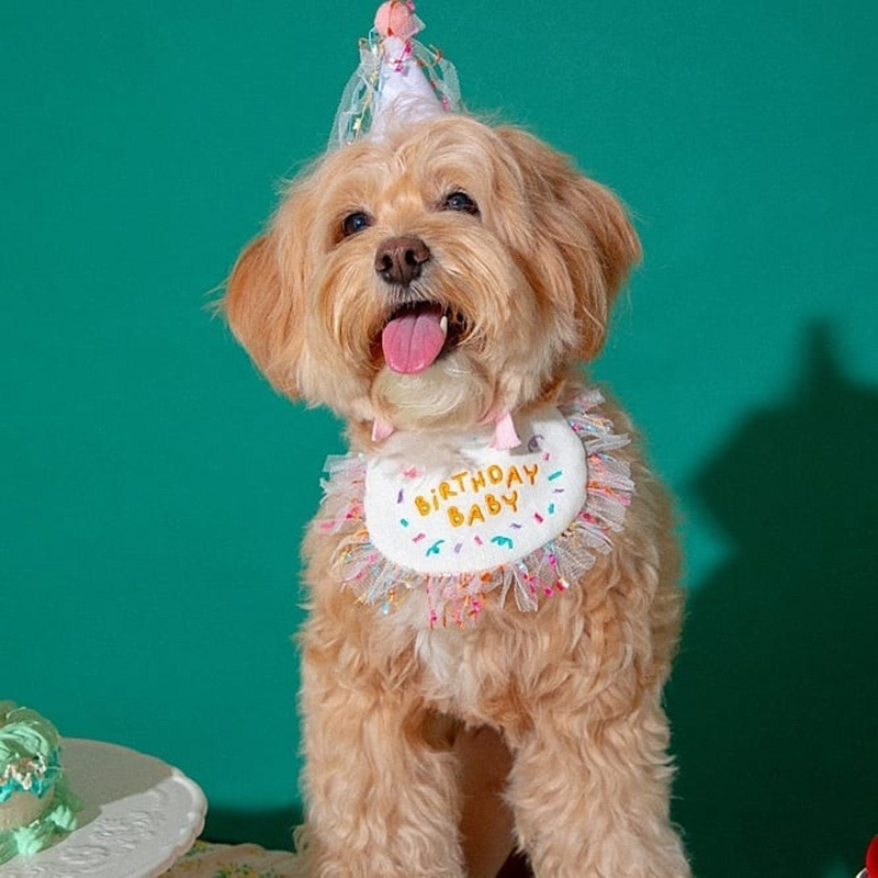 Korean Dog Dog Party Bib Pet Birthday Saliva Towel Bichon Triangular Binder Scarf Cat Pets Korean Dog Dog Party Bib Pet Birthday Saliva Towel Bichon Triangular Binder Scarf Cat Pets