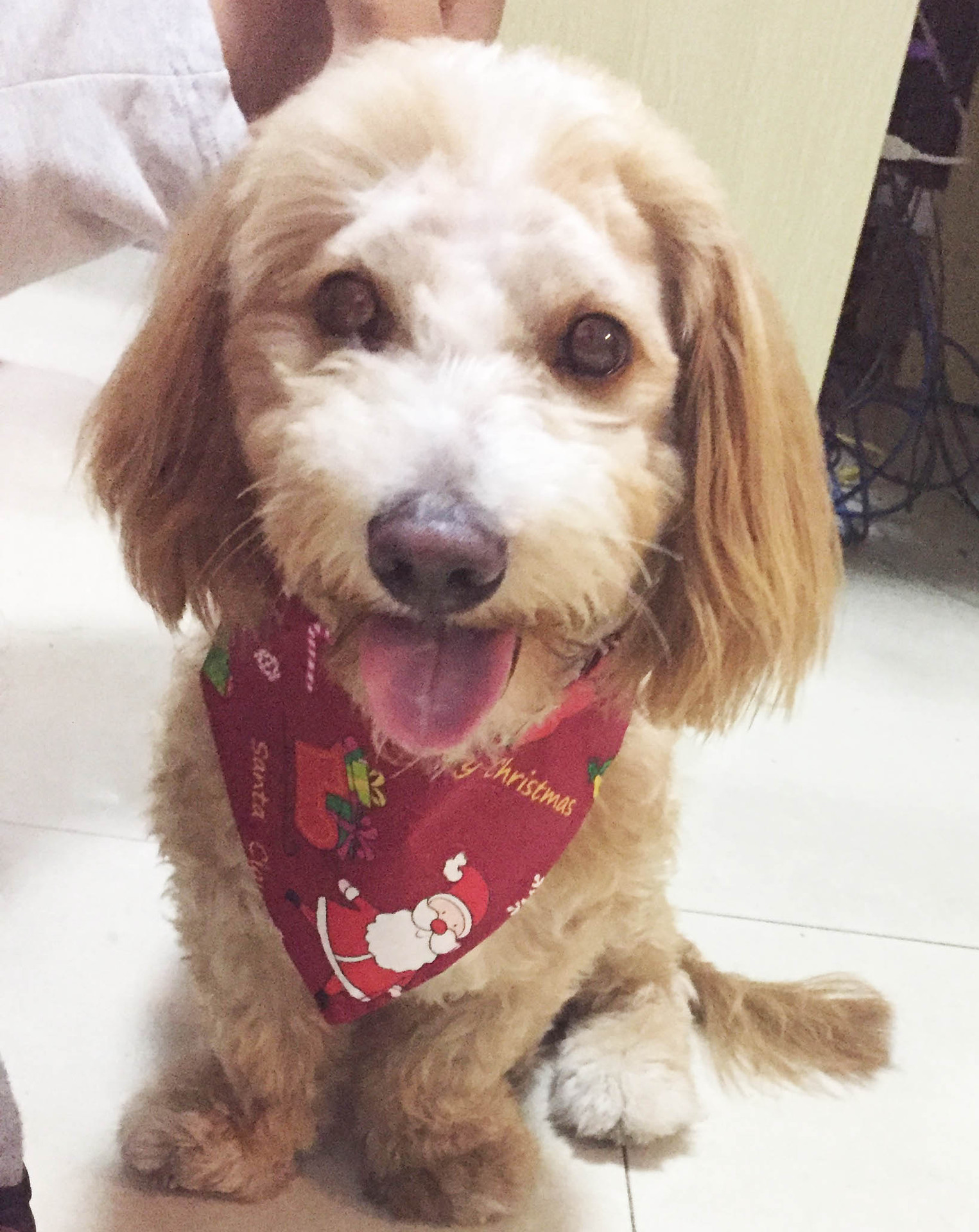 Cross-Border Amazon Christmas Pet's Saliva Towel Cotton Triangular Binder Dog Scarf Cat Scarf Ornament Cross-Border Amazon Christmas Pet's Saliva Towel Cotton Triangular Binder Dog Scarf Cat Scarf Ornament