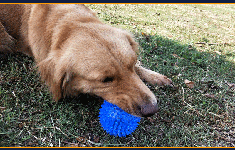 Cross-Border Hot Sale Pet Supplies Bite Vocal Toy Ball Dog Bite-Resistant Elastic Ball Dog Bite Toy Acanthosphere Cross-Border Hot Sale Pet Supplies Bite Vocal Toy Ball Dog Bite-Resistant Elastic Ball Dog Bite Toy Acanthosphere