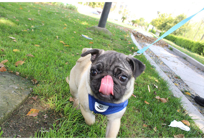 Cross-Border Dog Traction Suit Cat Pulling Rope Reflective Chest and Back Clothing Dog Harness Small and Medium-Sized Pet Supplies Wholesale Cross-Border Dog Traction Suit Cat Pulling Rope Reflective Chest and Back Clothing Dog Harness Small and Medium-Sized Pet Supplies Wholesale