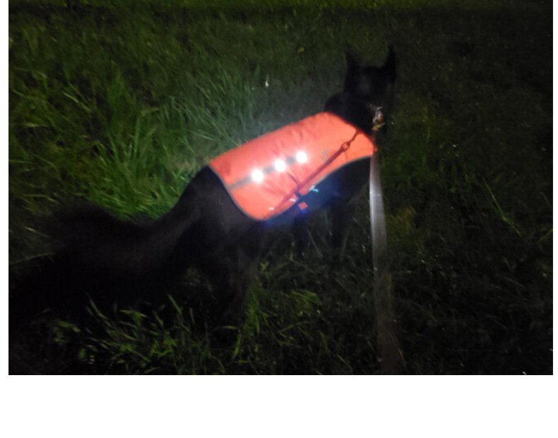 Factory Direct Sales Led Orange Luminous Pet Vest USB Rechargeable Reflective Dog Clothes Waterproof Chest Back Pet Supplies Factory Direct Sales Led Orange Luminous Pet Vest USB Rechargeable Reflective Dog Clothes Waterproof Chest Back Pet Supplies