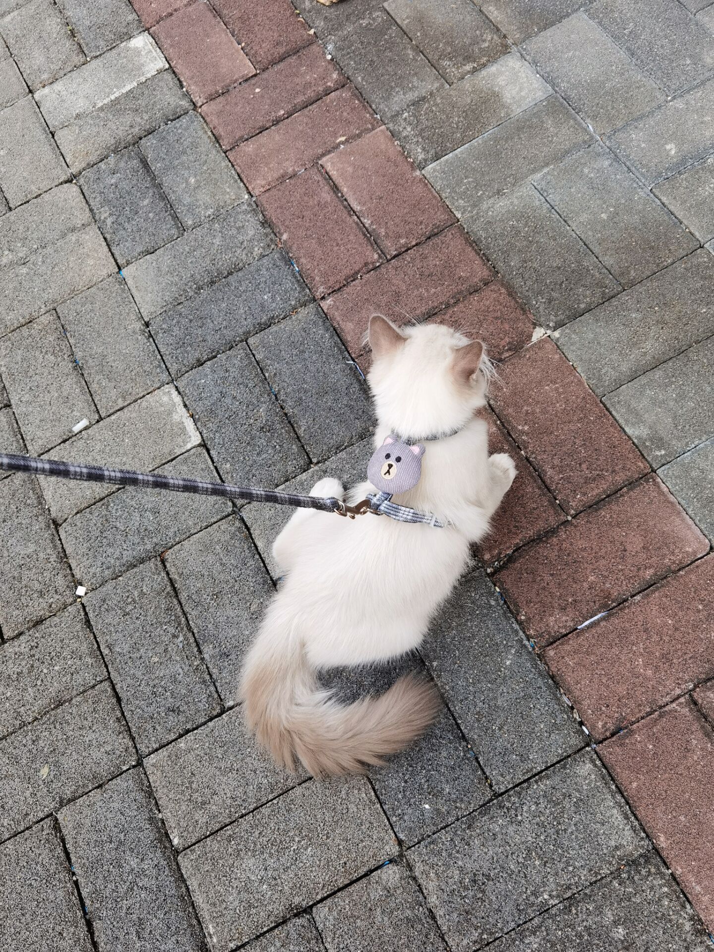New Cat Pulling Rope I-Shaped Cat Chain Dog Leash Cute Bear Head Pet's Chest-Back Traction Belt Wholesale New Cat Pulling Rope I-Shaped Cat Chain Dog Leash Cute Bear Head Pet's Chest-Back Traction Belt Wholesale