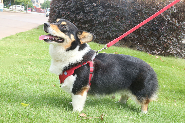 Cross-Border Pet Supplies Dog Vest-Style Traction Rope Chest Back Set Reflective Dog Rope Suede Cat Chest Back Cross-Border Pet Supplies Dog Vest-Style Traction Rope Chest Back Set Reflective Dog Rope Suede Cat Chest Back
