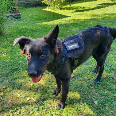 Tactical Dog Clothes Pet Vest Big Dog Clothes Clothes Outdoor Camouflage Dog Vest Nylon Waterproof Chest Back Training Vest K9 Tactical Dog Clothes Pet Vest Big Dog Clothes Clothes Outdoor Camouflage Dog Vest Nylon Waterproof Chest Back Training Vest K9