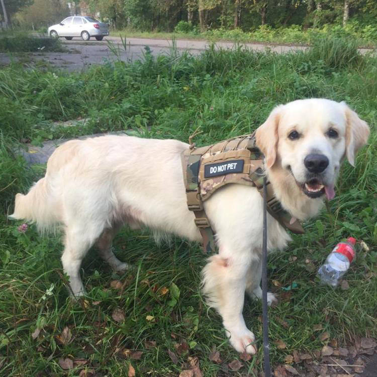 Tactical Dog Clothes Pet Vest Big Dog Clothes Clothes Outdoor Camouflage Dog Vest Nylon Waterproof Chest Back Training Vest K9 Tactical Dog Clothes Pet Vest Big Dog Clothes Clothes Outdoor Camouflage Dog Vest Nylon Waterproof Chest Back Training Vest K9