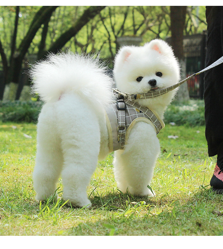 Pet Leash Vest-Style Dog Breast Strap Small and Medium-Sized Dogs Leash Cat Chest Back Currently Available Wholesale Pet Leash Vest-Style Dog Breast Strap Small and Medium-Sized Dogs Leash Cat Chest Back Currently Available Wholesale