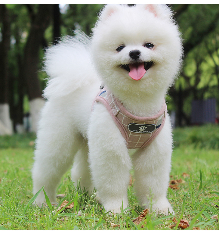 Pet Leash Vest-Style Dog Breast Strap Small and Medium-Sized Dogs Leash Cat Chest Back Currently Available Wholesale Pet Leash Vest-Style Dog Breast Strap Small and Medium-Sized Dogs Leash Cat Chest Back Currently Available Wholesale