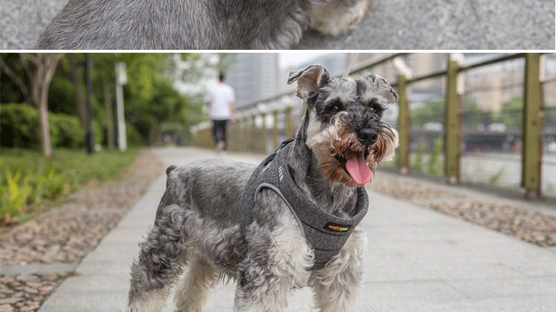 Amazon pet dog leash vest type dog leash dog chest back leash clothing Amazon pet dog leash vest type dog leash dog chest back leash clothing