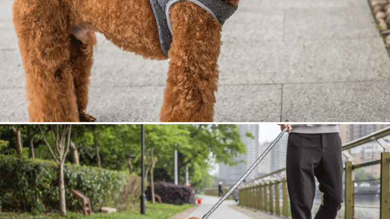 Amazon pet dog leash vest type dog leash dog chest back leash clothing Amazon pet dog leash vest type dog leash dog chest back leash clothing