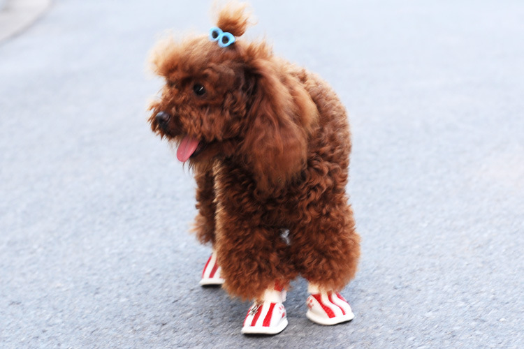 Spring/Summer Pet Shoes Summer New Non-Slip Soft Bottom Beef Tendon Bottom Breathable Mesh Dog Shoes Poodle Shoes Spring/Summer Pet Shoes Summer New Non-Slip Soft Bottom Beef Tendon Bottom Breathable Mesh Dog Shoes Poodle Shoes
